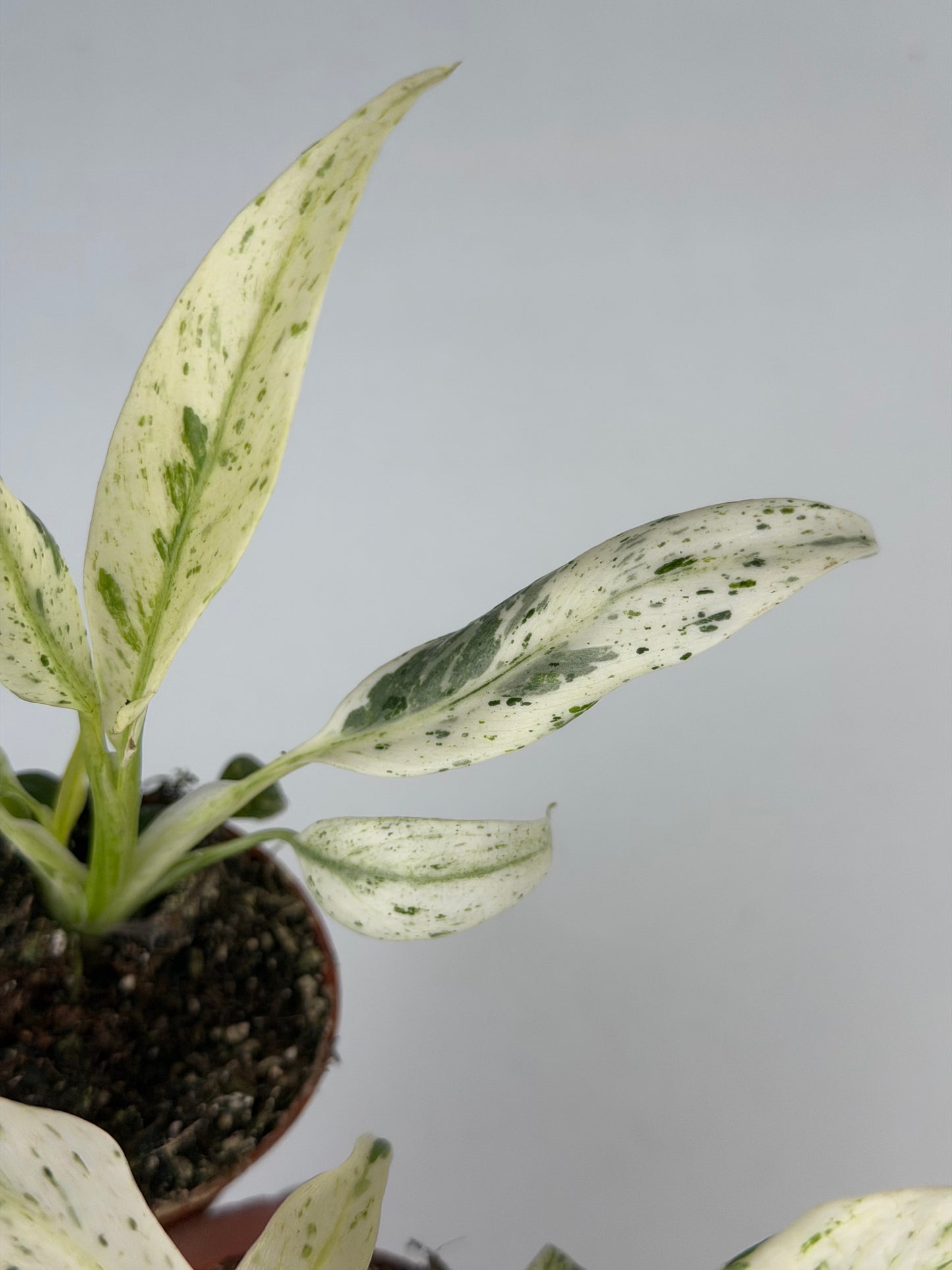 Rhaphidophora Puberula 'Variegata' Rhaphidophora Tropical Corner