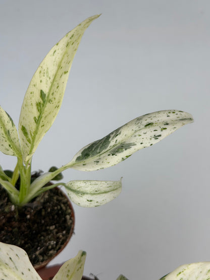 Rhaphidophora Puberula 'Variegata' Rhaphidophora Tropical Corner