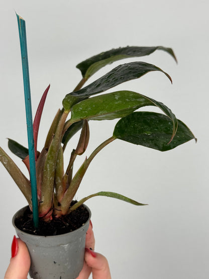 Philodendron Pink Bikini | Kairo