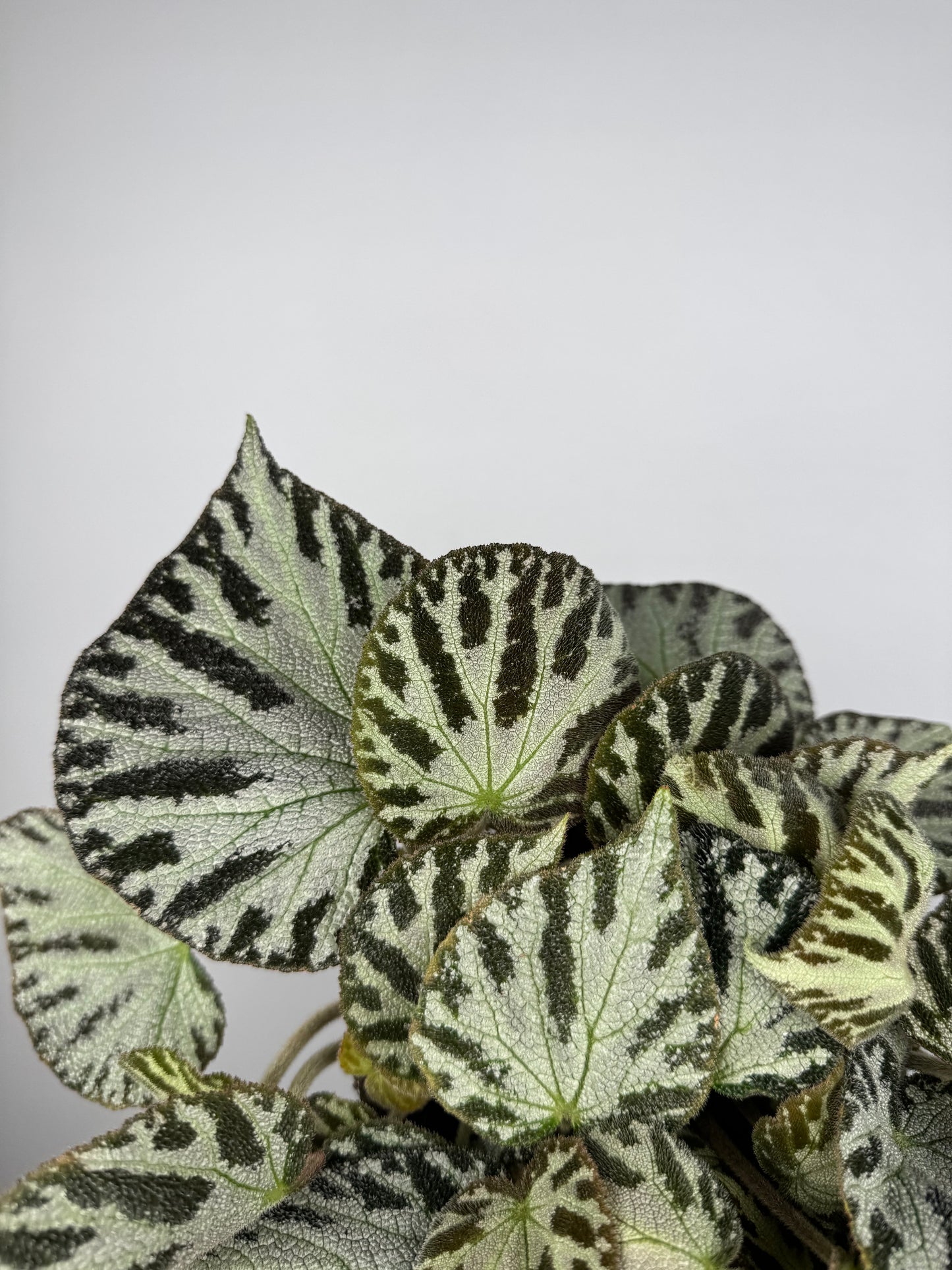 Begonia “Silver Jewel”