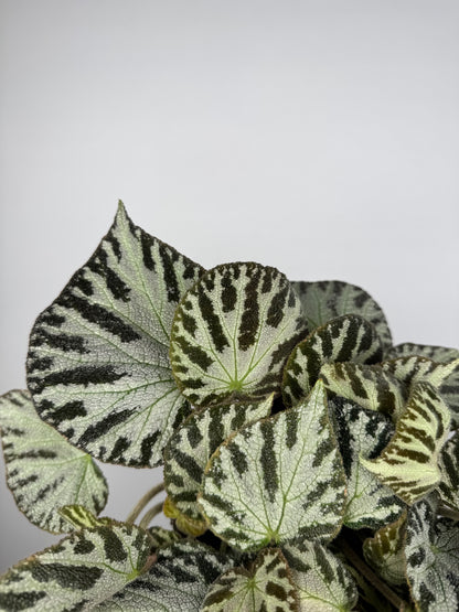 Begonia “Silver Jewel”