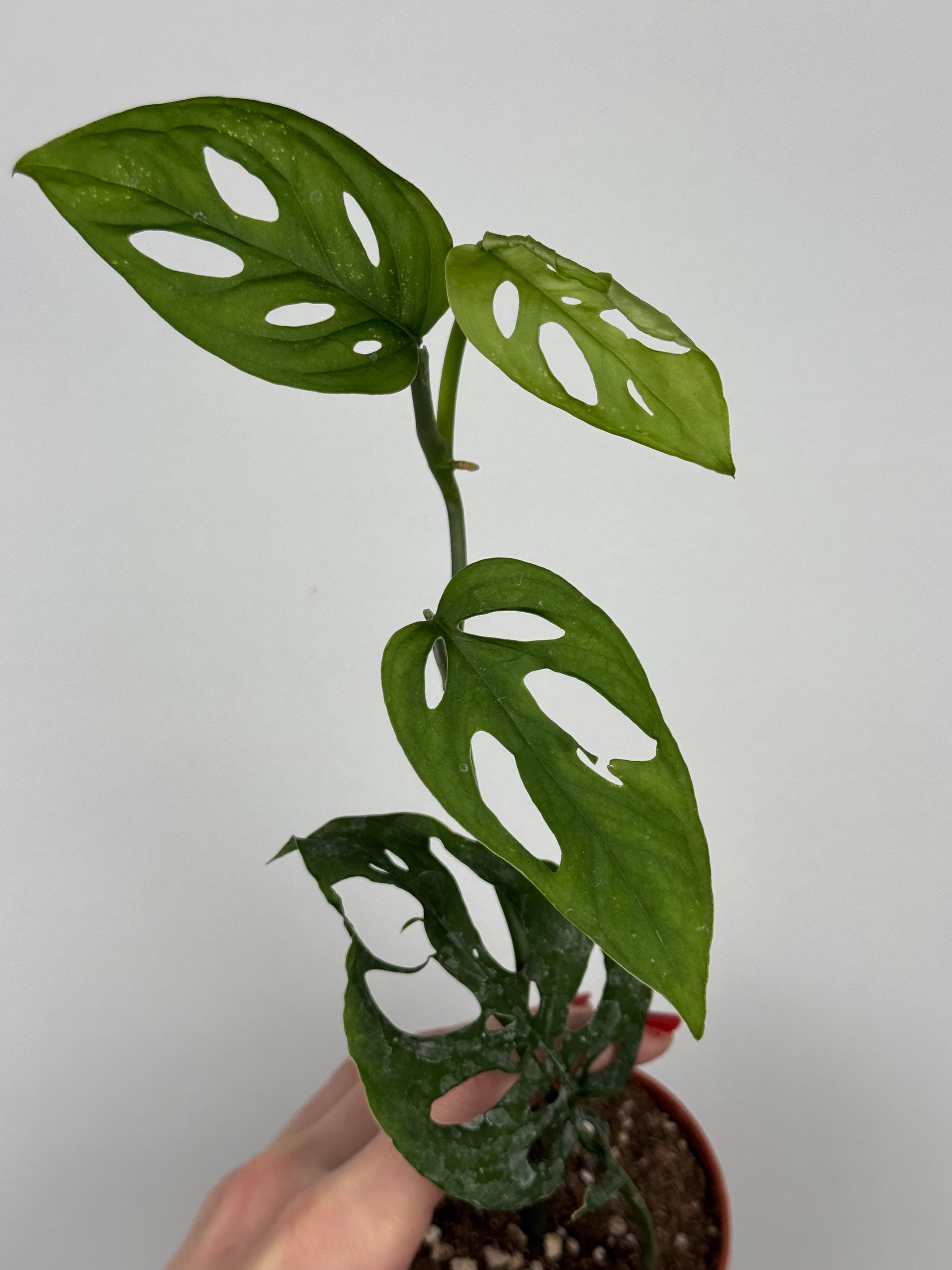 Monstera Adansonii | Indira