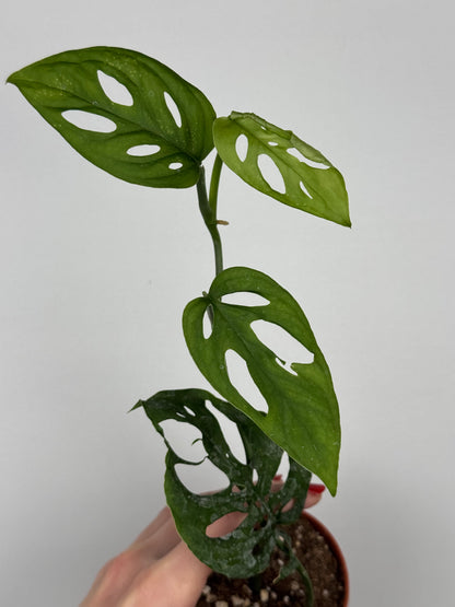 Monstera Adansonii | Indira