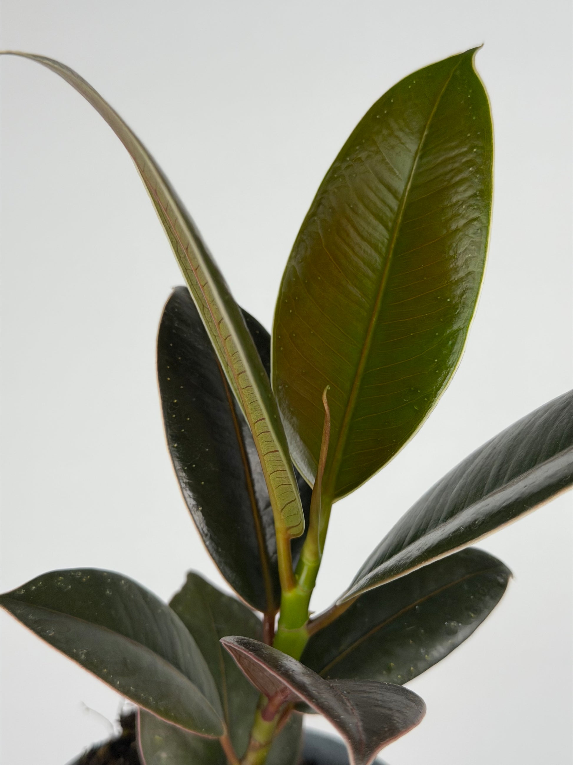Ficus Elastica 'Melany'