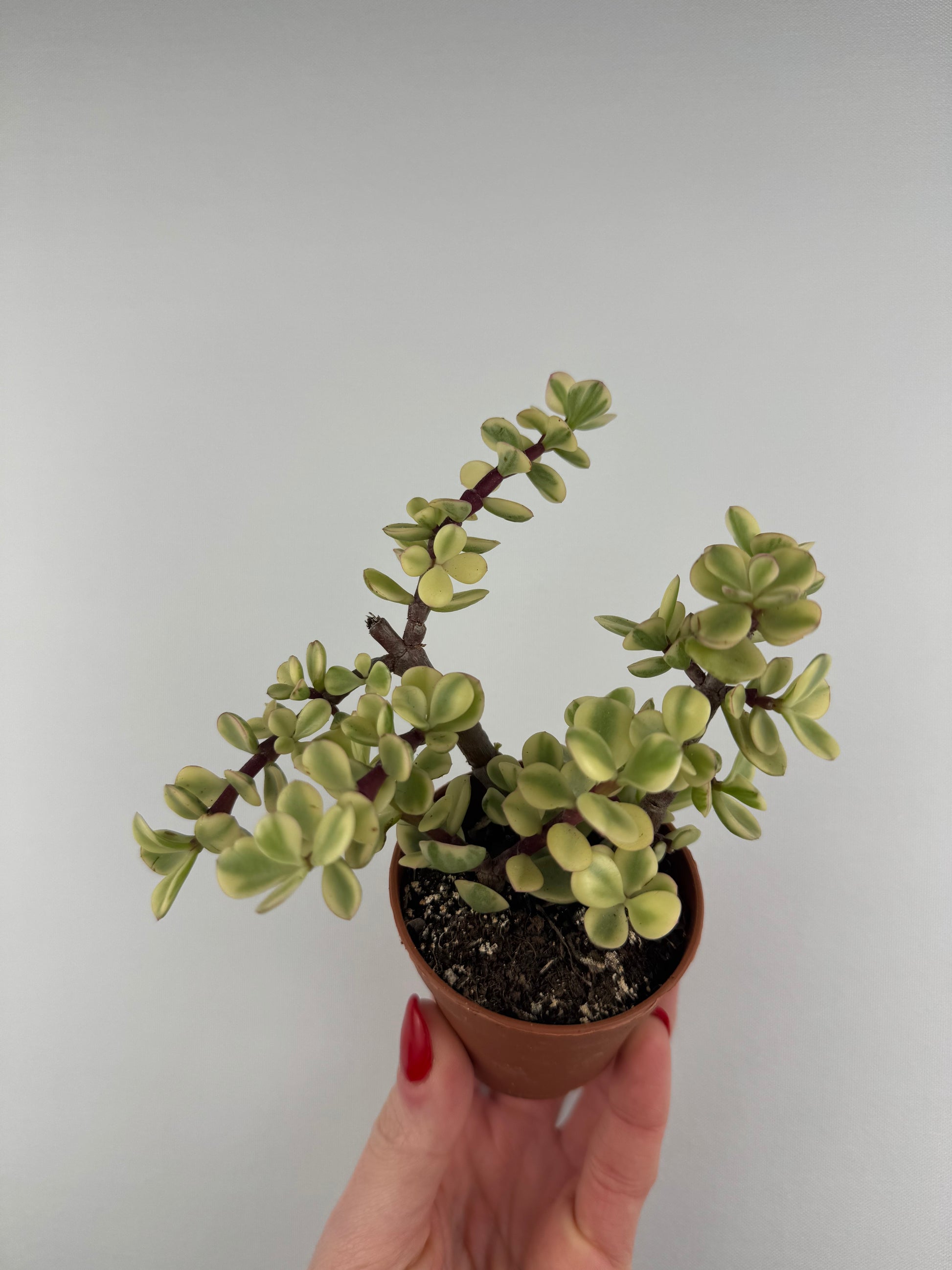 Portulacaria Afra “variegata”