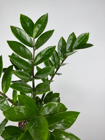 Zamioculcas Zamiifolia
