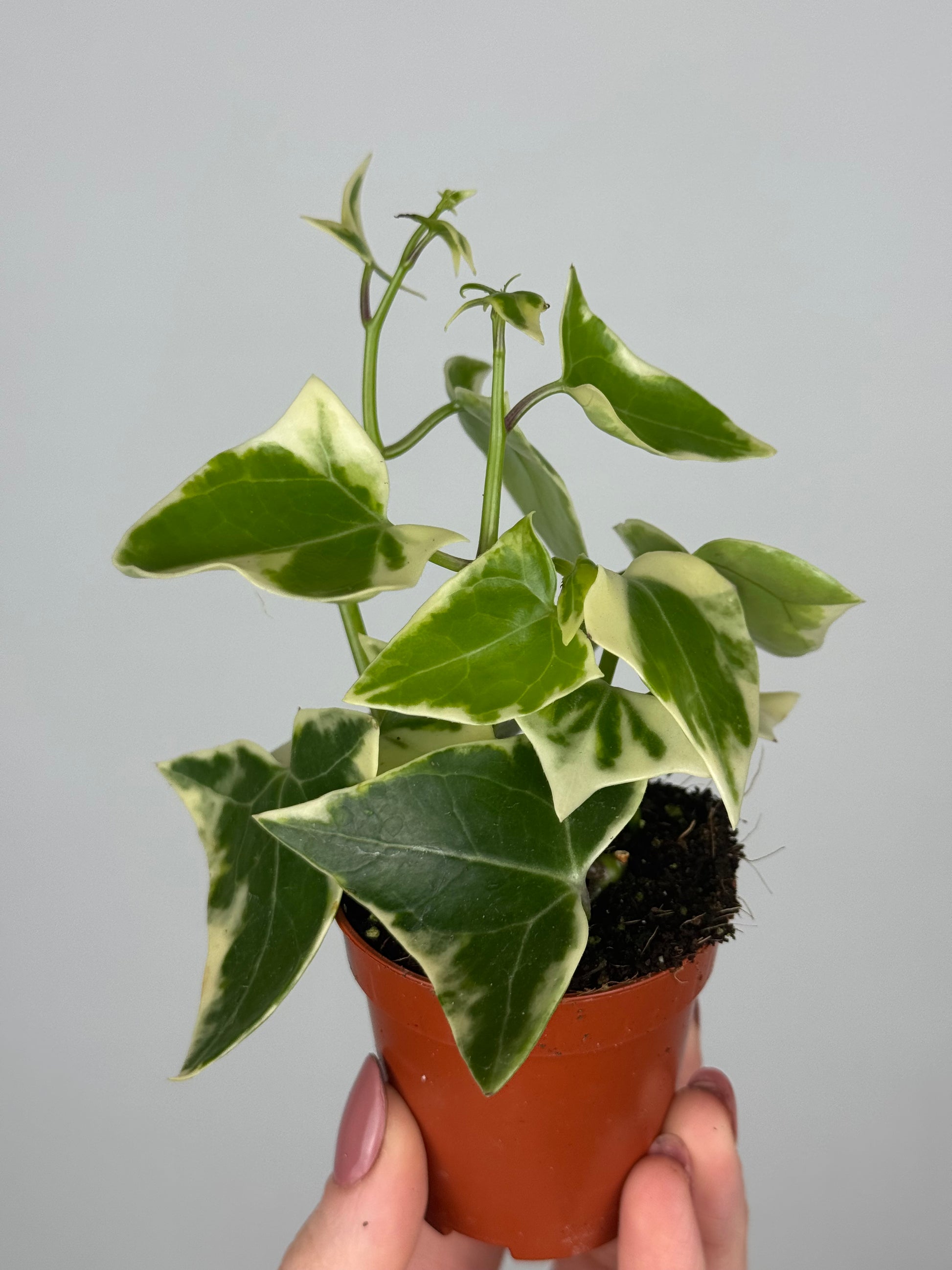Senecio macroglossus 'Variegatus'