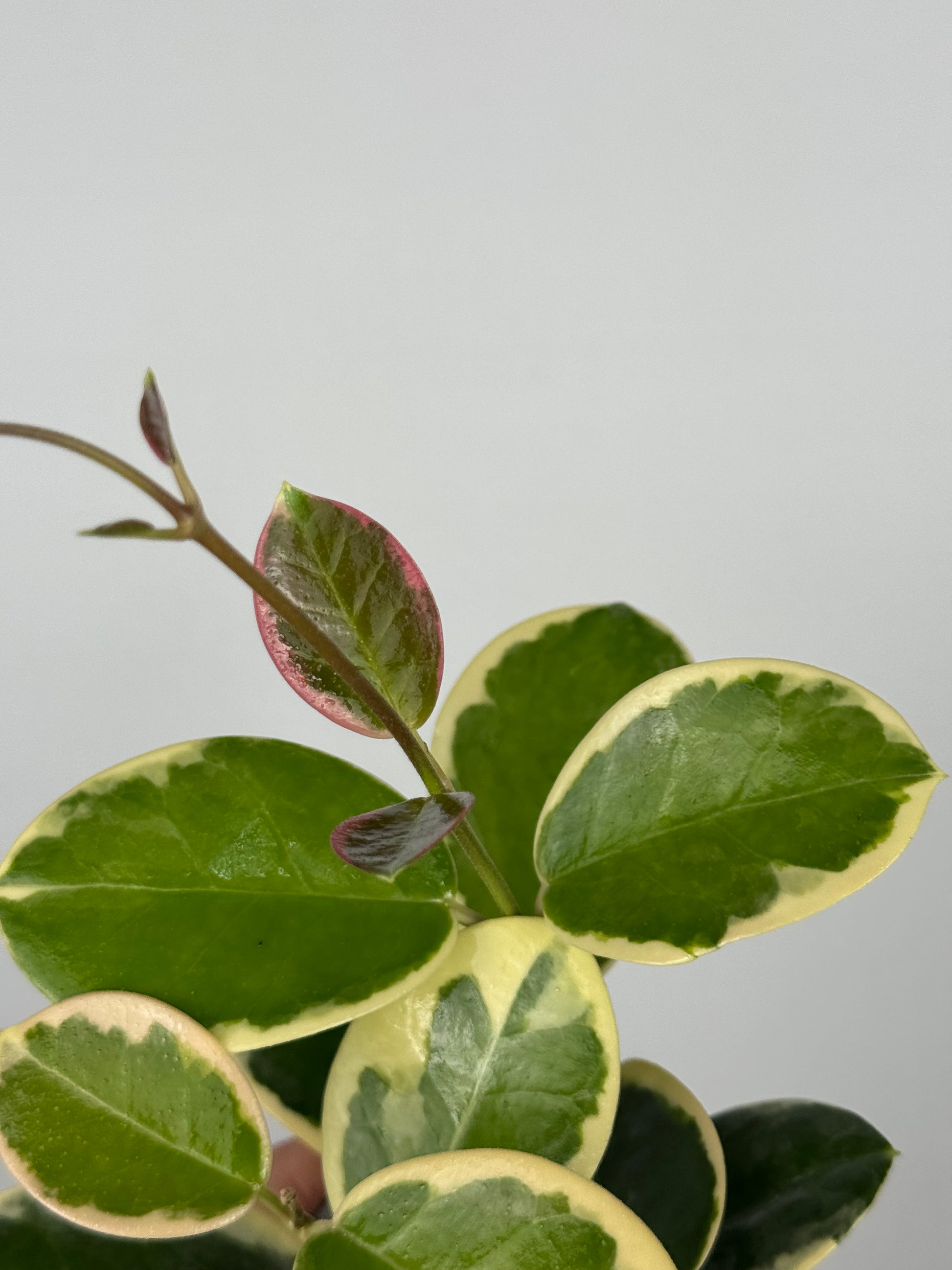 Hoya Australis Blondie