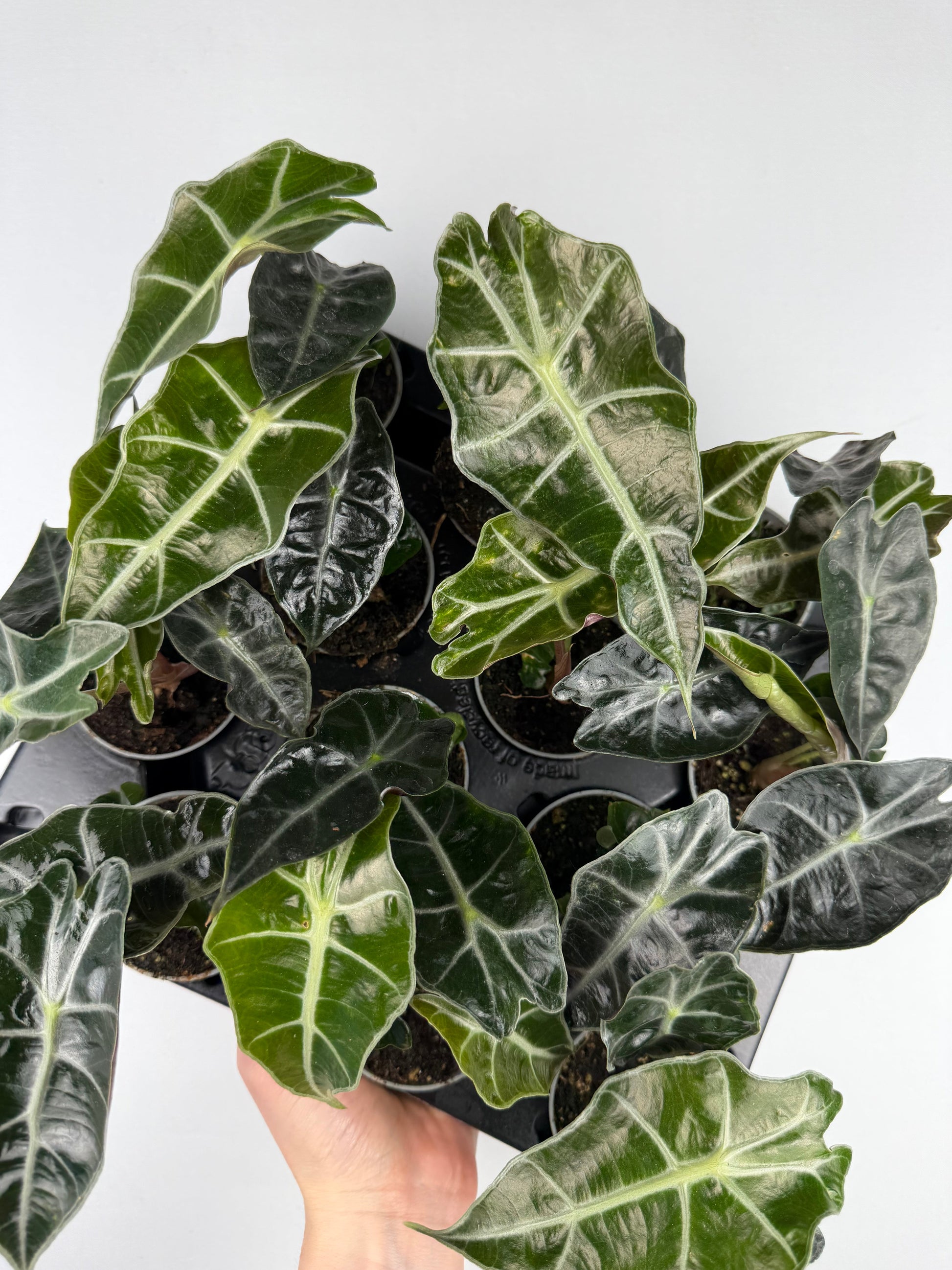 Alocasia Amazonica 'Polly' Alocasia Tropical Corner