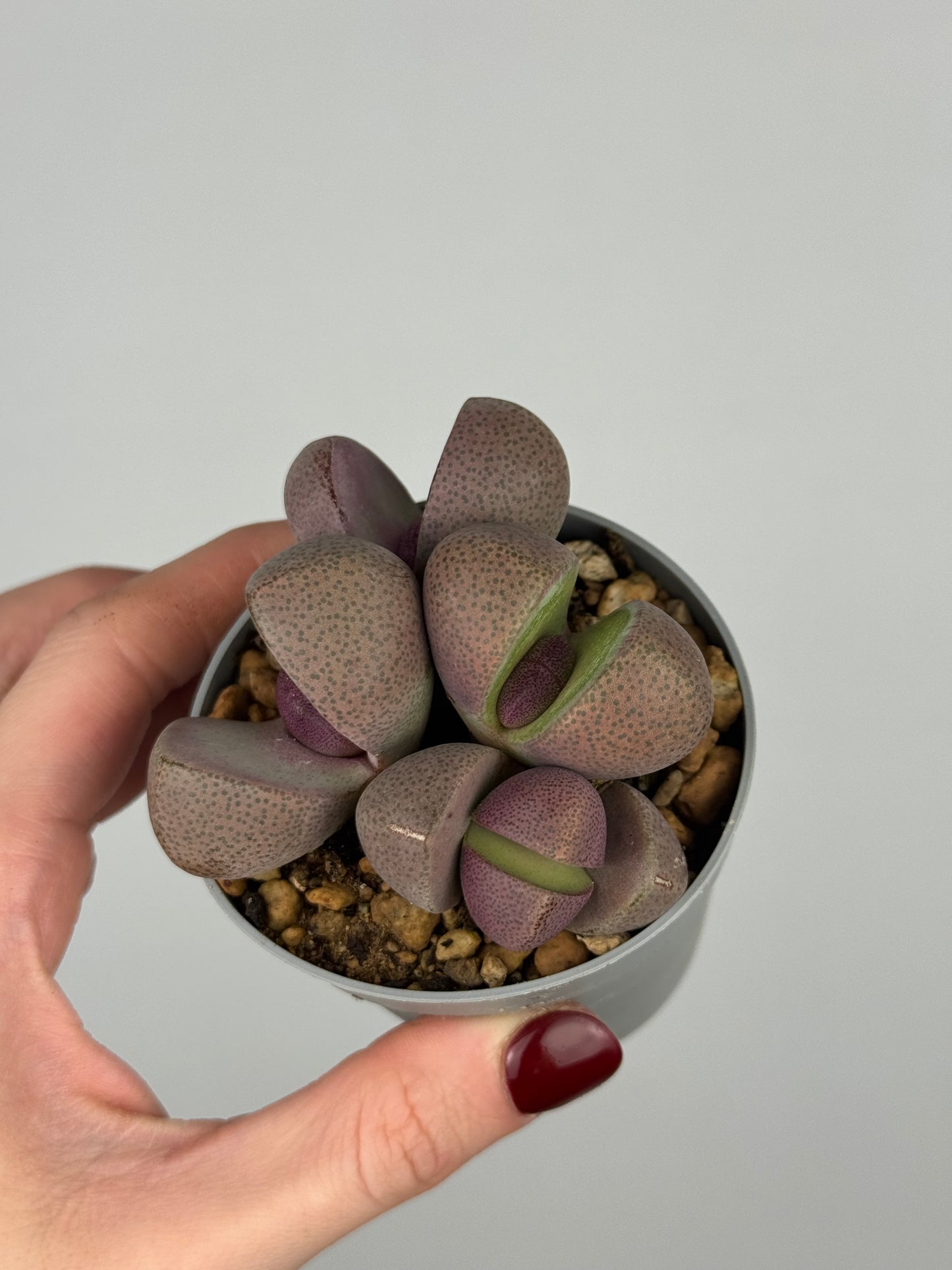 Pleiospilos nelii 'Royal Flush’