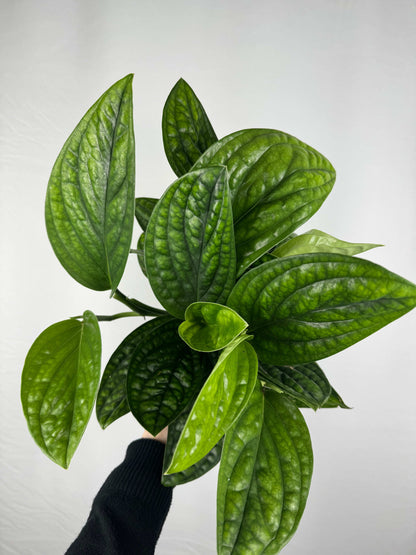 Epipremnum pinnatum “Marble Planet”