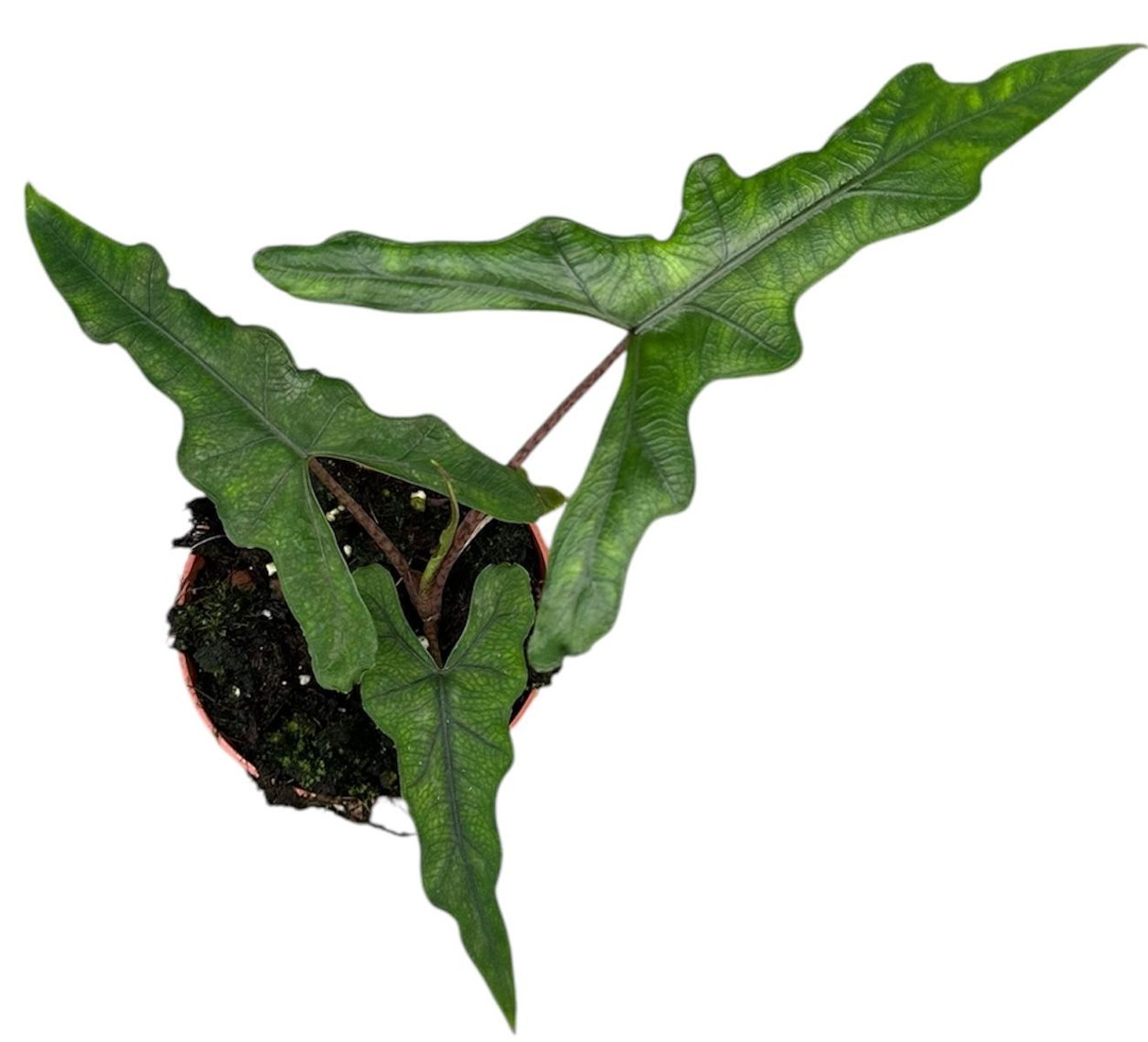 Alocasia Sabrina Narrow