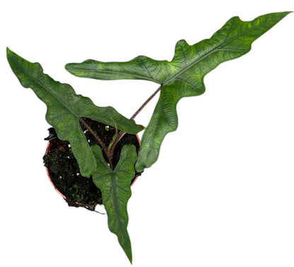 Alocasia Sabrina Narrow