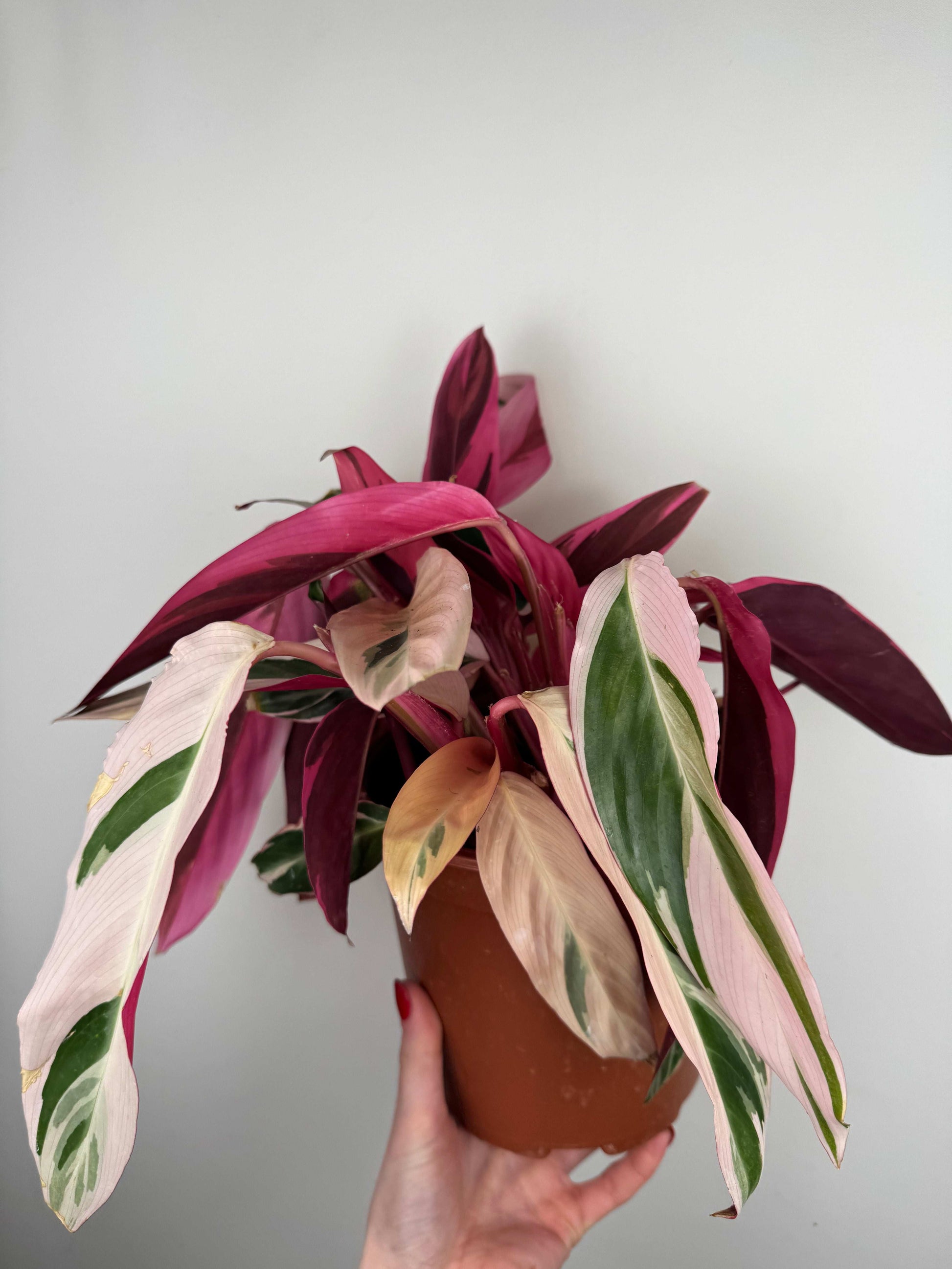 Stromanthe Sanguinea “Triostar” | Valeria