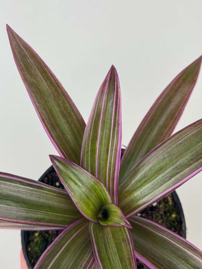 Tradescantia Spathacea Sitara “Purple Flame”