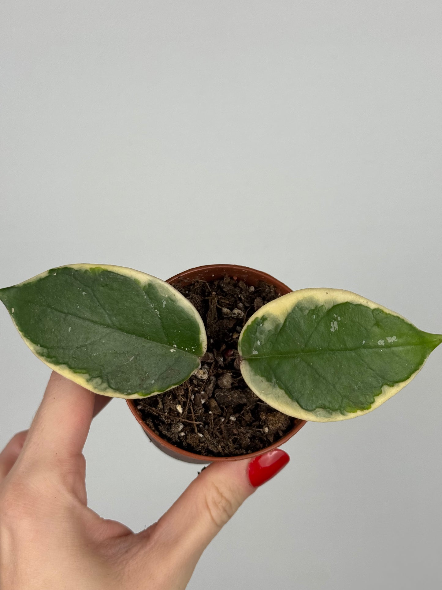 Hoya Flamingo Dream | Nayeli