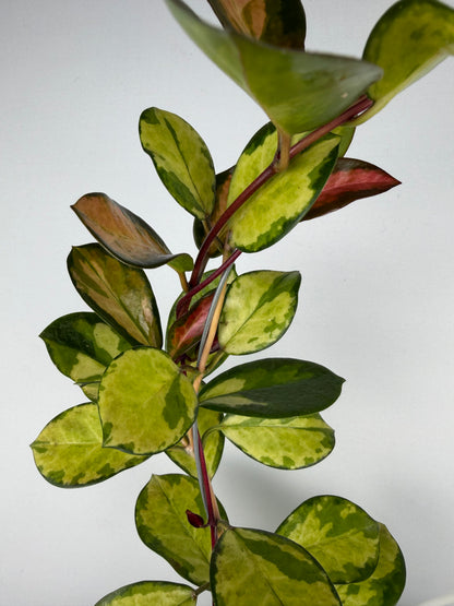 Hoya Australis 'Lisa' Hoya Tropical Corner