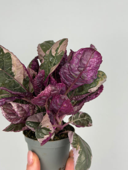 Hemigraphis alternata 'Snow White' Hemigraphis Tropical Corner