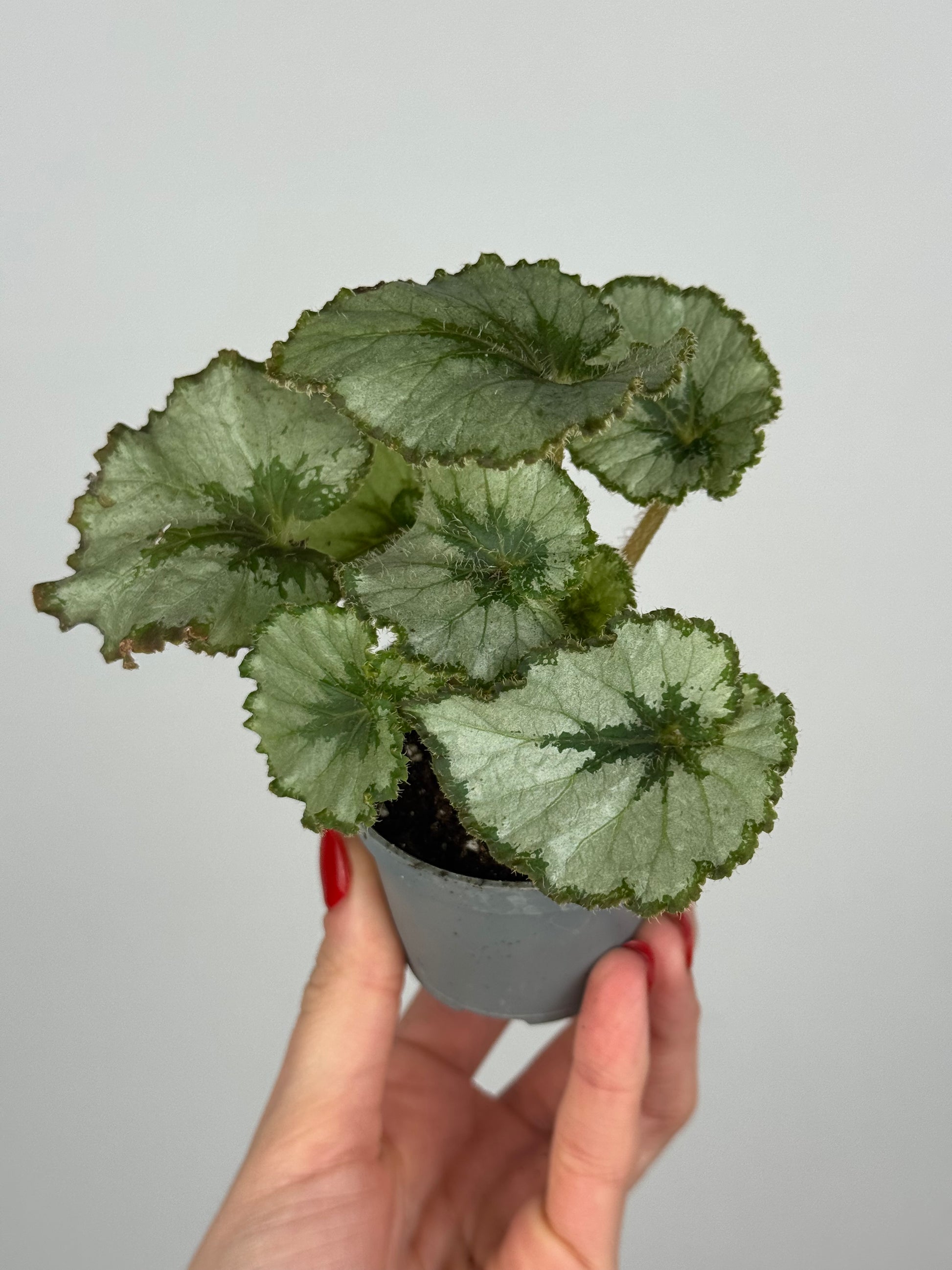 Begonia “Escargot”