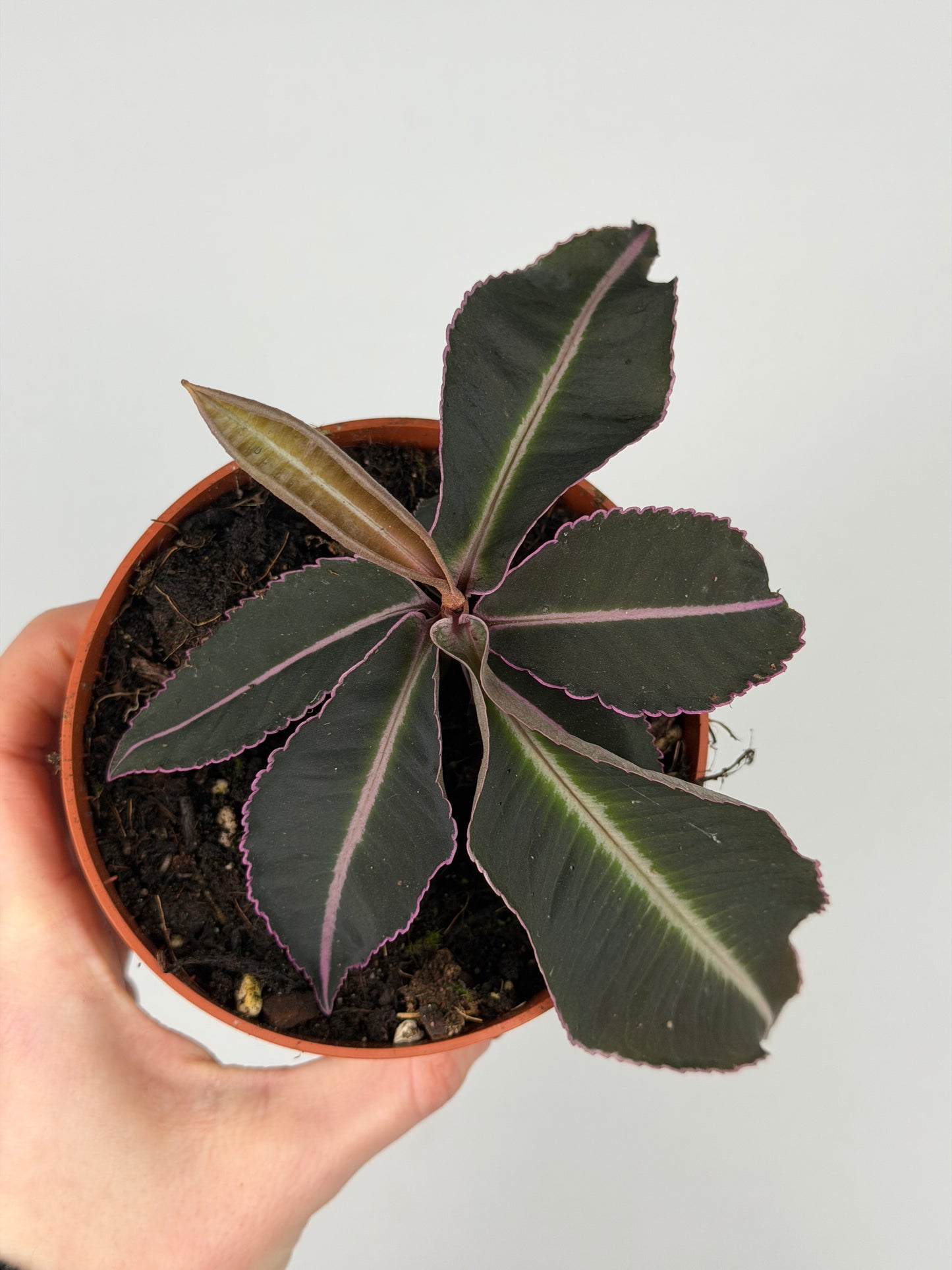 Labisia Pumila 'Electric Pink' Labisia Tropical Corner