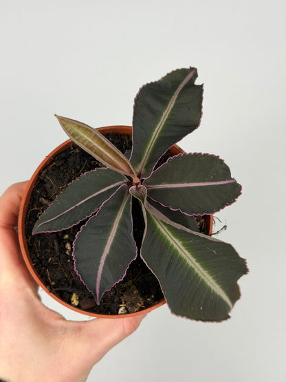 Labisia Pumila 'Electric Pink' Labisia Tropical Corner