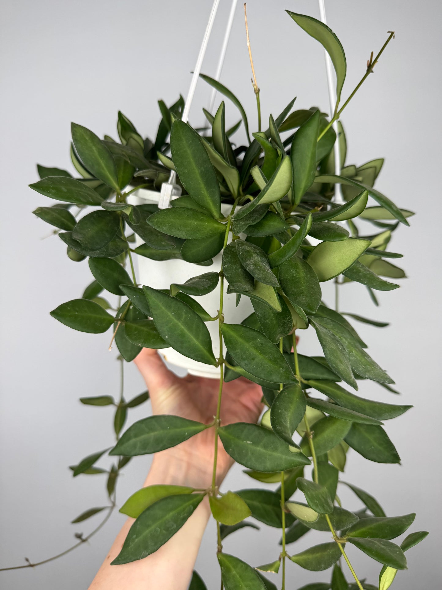 Hoya Burtoniae