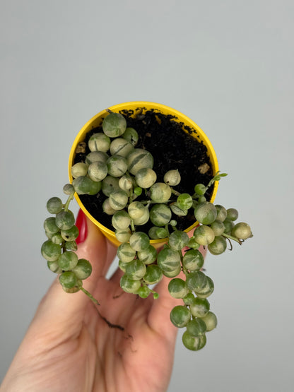 Senecio rowleyanus Variegata