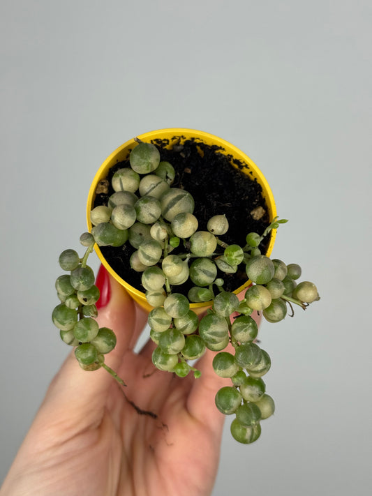 Senecio rowleyanus Variegata