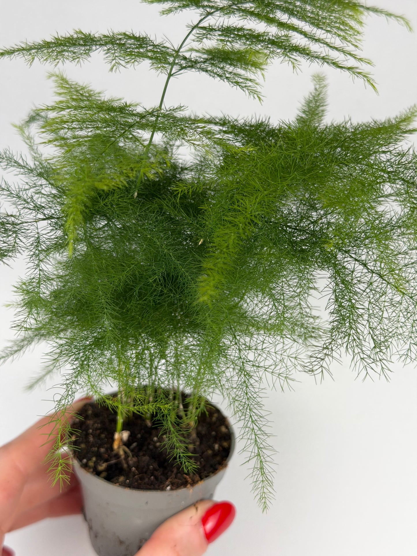 Asparagus Setaceus 'Plumosus' Asparagus Tropical Corner