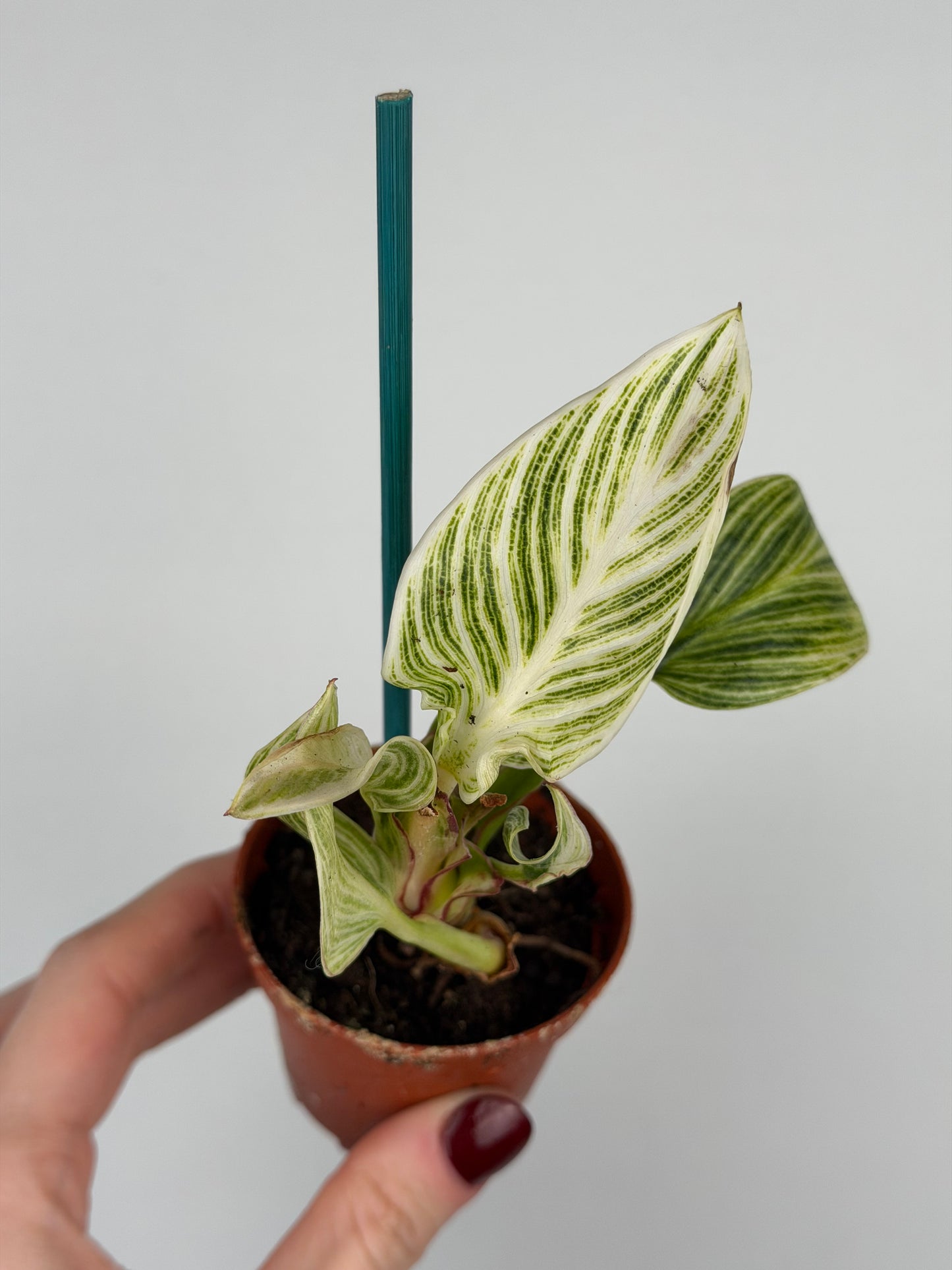 Philodendron White veins | Arlo