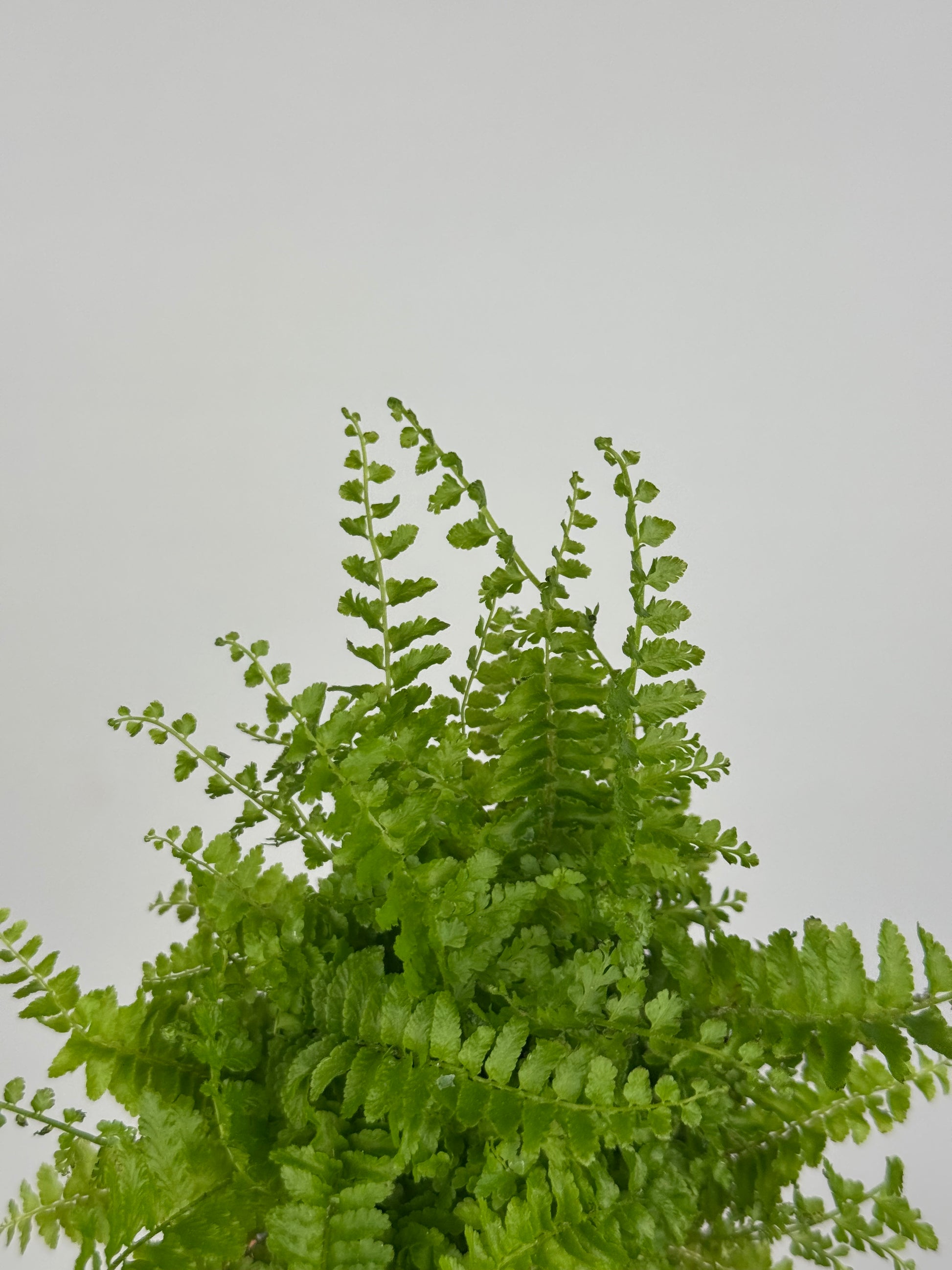 Nephrolepis exaltata “Green Fantasy”