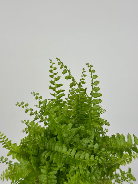 Nephrolepis exaltata “Green Fantasy”