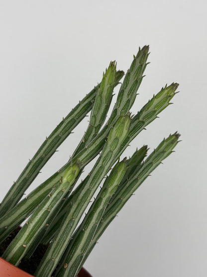 Senecio Stapeliiformis