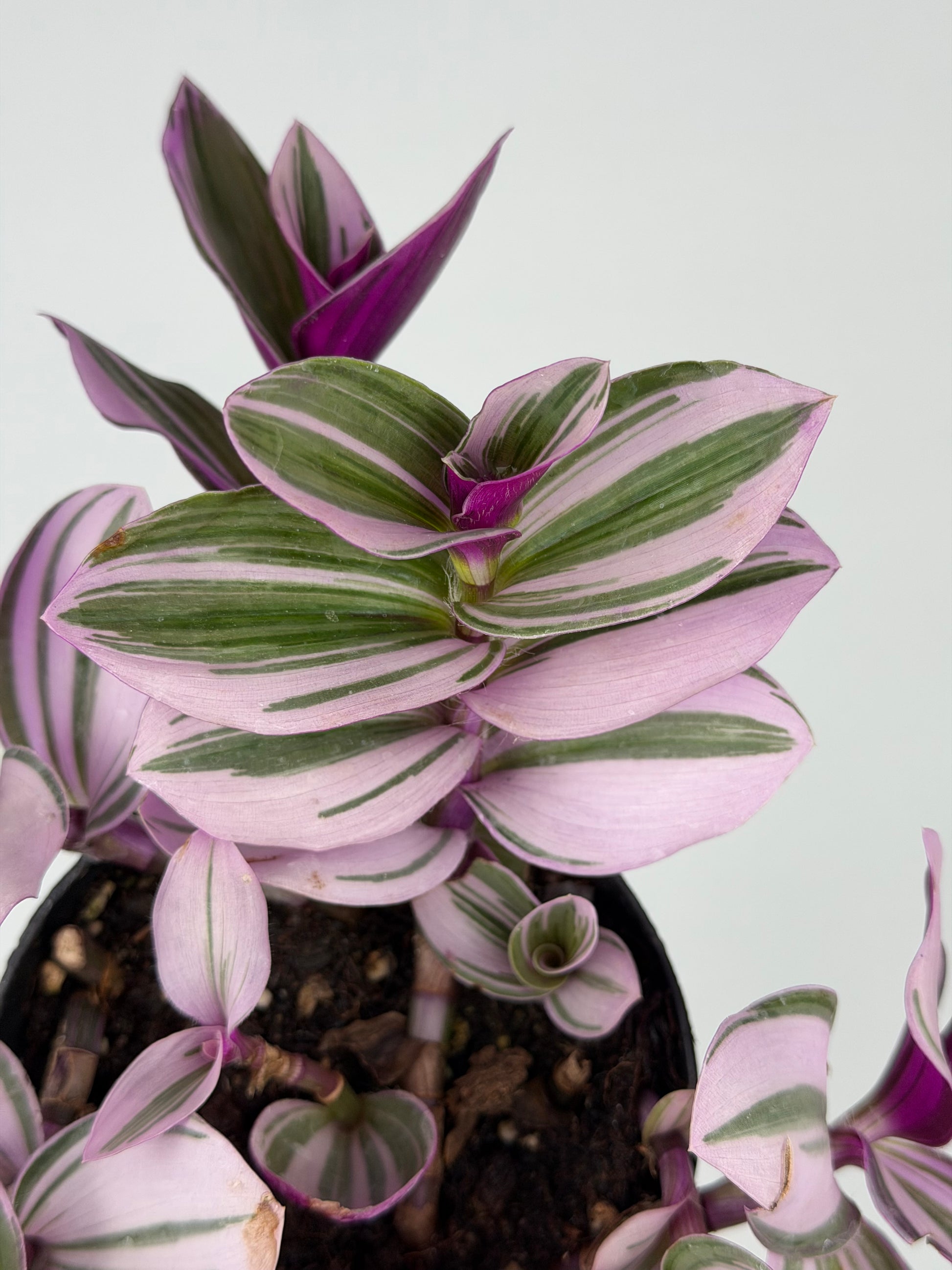 Tradescantia Albiflora “Nanouk” Tradescantia Tropical Corner