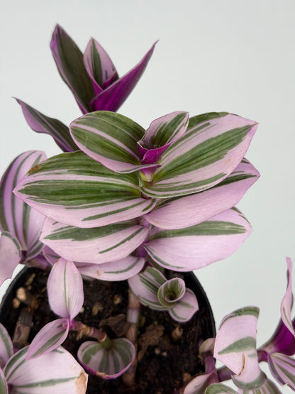 Tradescantia Albiflora “Nanouk” Tradescantia Tropical Corner