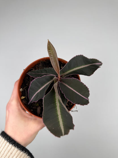 Labisia Pumila 'Electric Pink' Labisia Tropical Corner