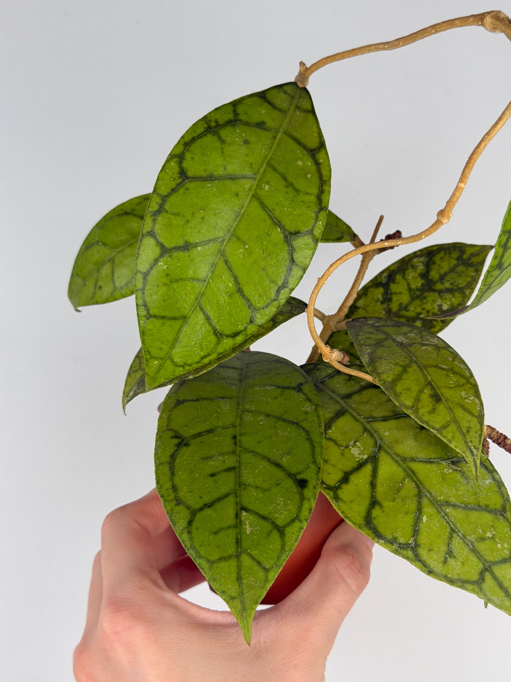 Hoya Callistophylla 'KAL 16' Hoya Tropical Corner