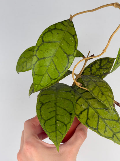 Hoya Callistophylla 'KAL 16' Hoya Tropical Corner