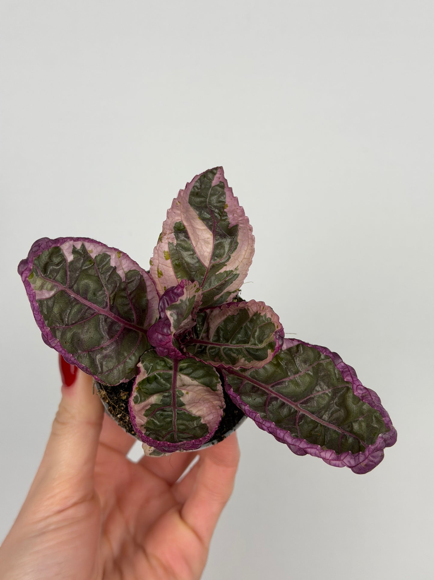 Hemigraphis alternata 'Snow White'