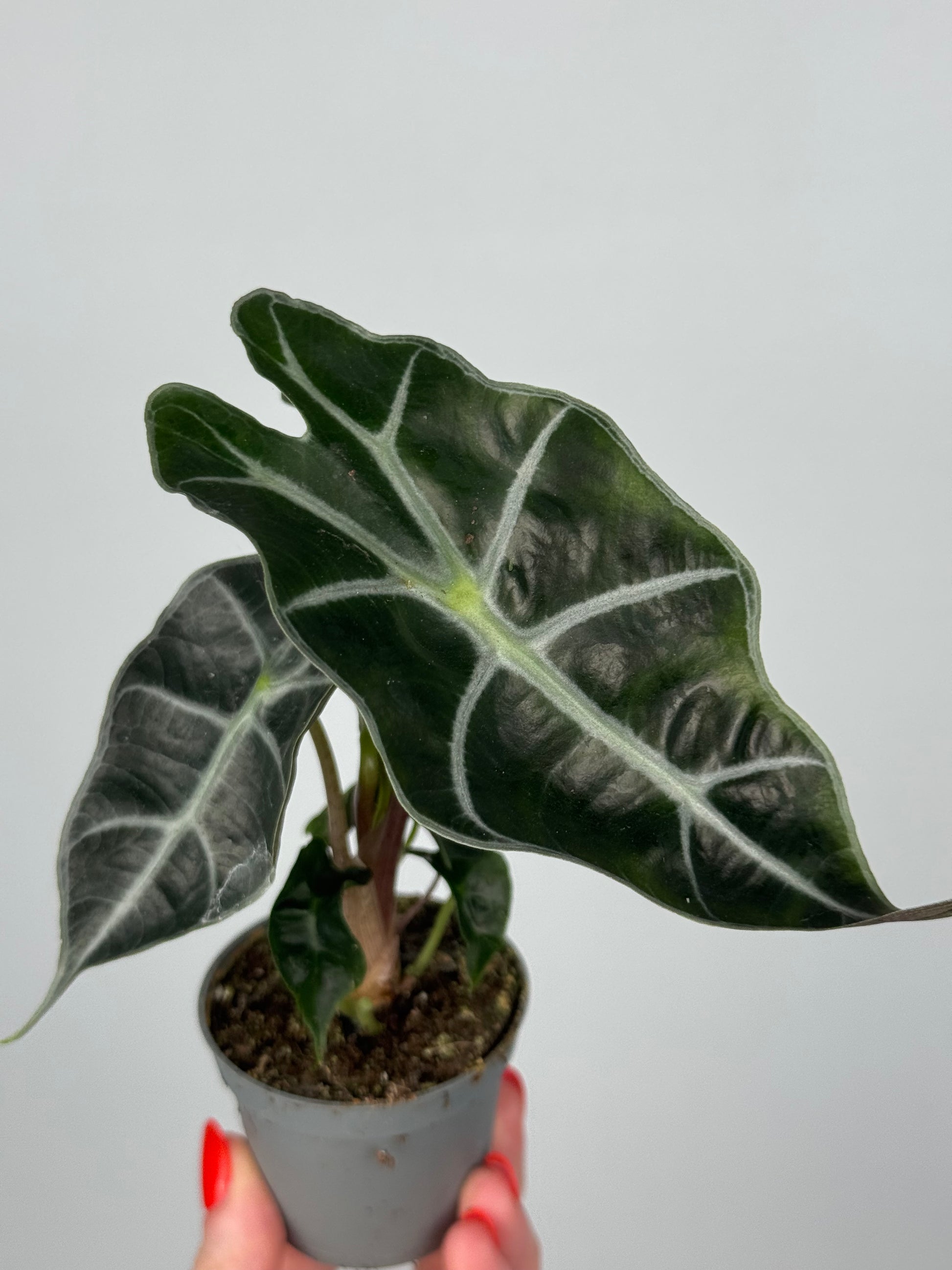 Alocasia Amazonica “Polly”