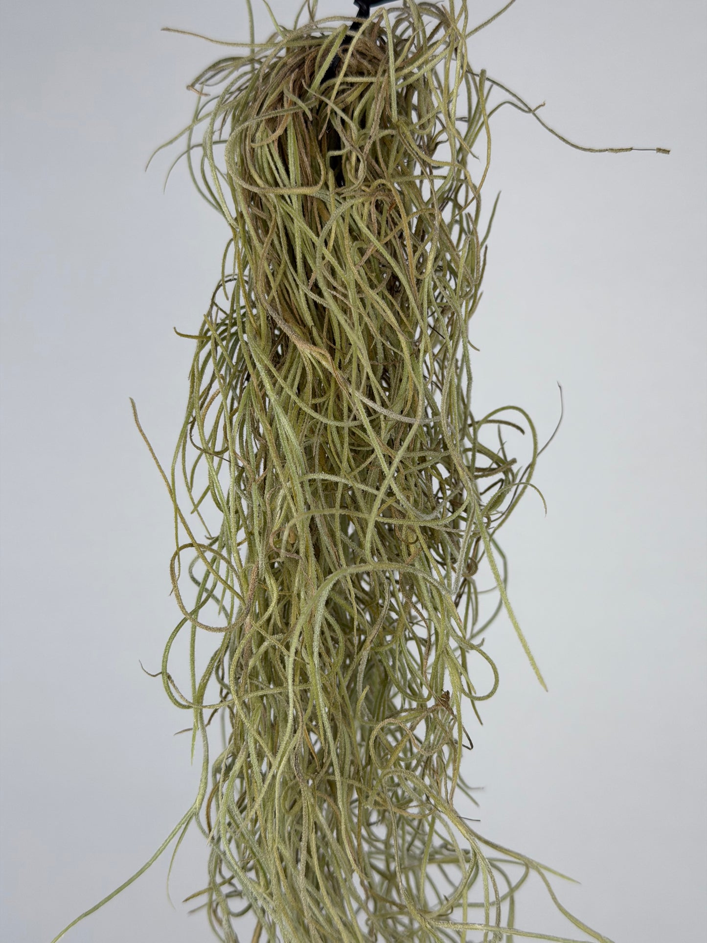 Tillandsia usneoides Tillandsia Tropical Corner