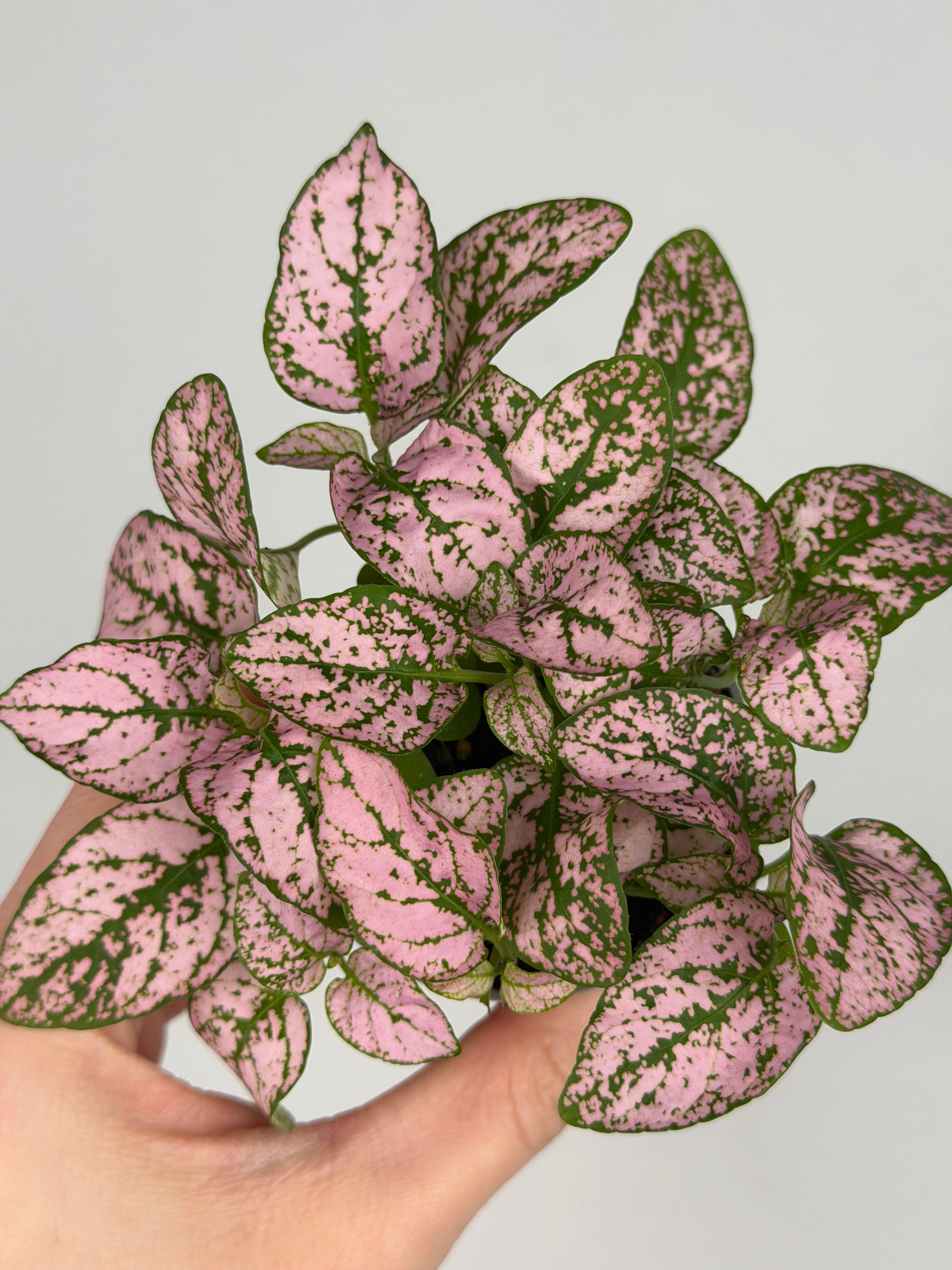 Hypoestes Phyllostachya, varietà di colori Hypoestes Tropical Corner 'Super Pink'