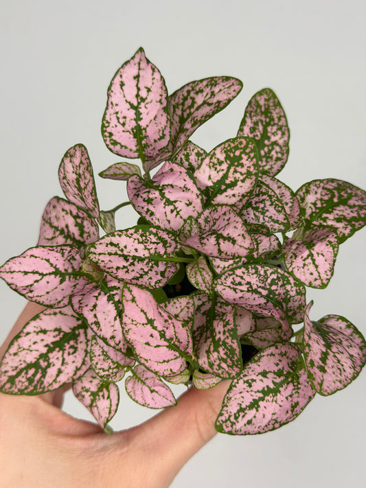 Hypoestes Phyllostachya, varietà di colori Hypoestes Tropical Corner 'Super Pink'
