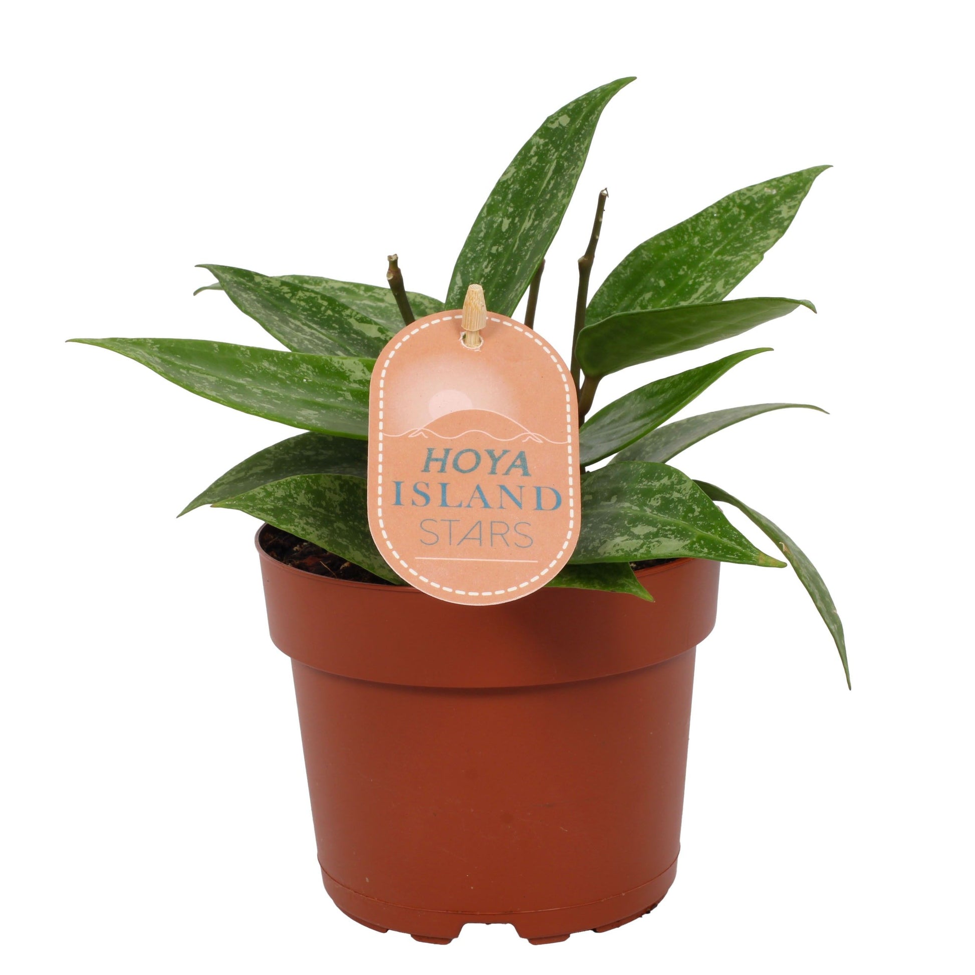 Hoya Rangsan Hoya Tropical Corner