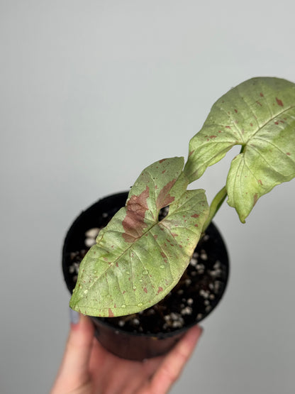 Syngonium Milk Confetti | Toby