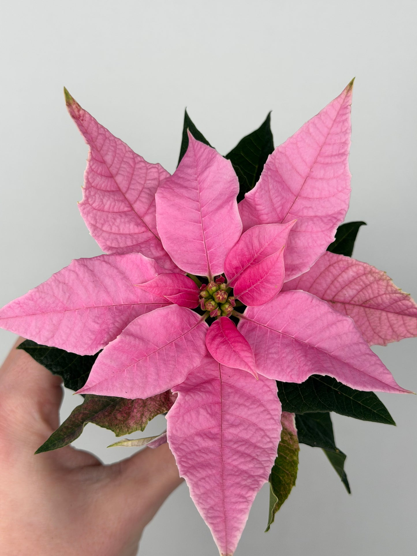 Euphorbia pul. Princettia Pink