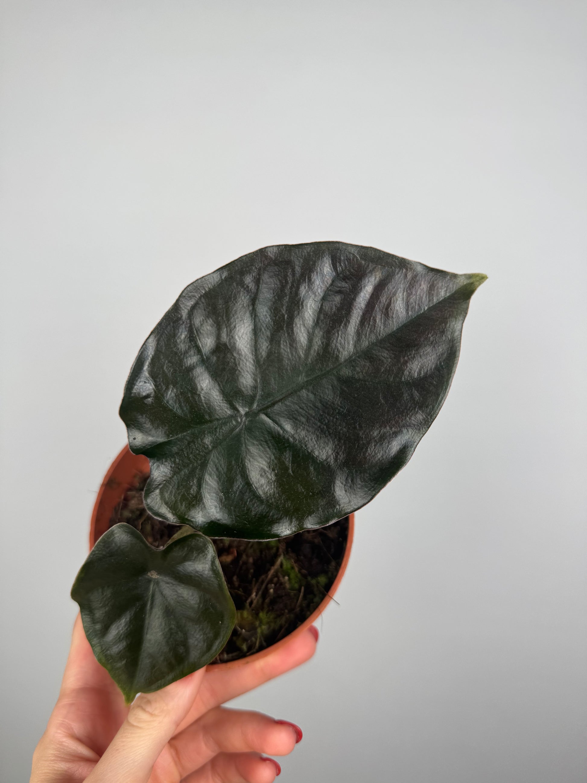 Alocasia Infernalis 'Black Magic'