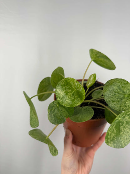 Pilea Peperomioides “Mojito”