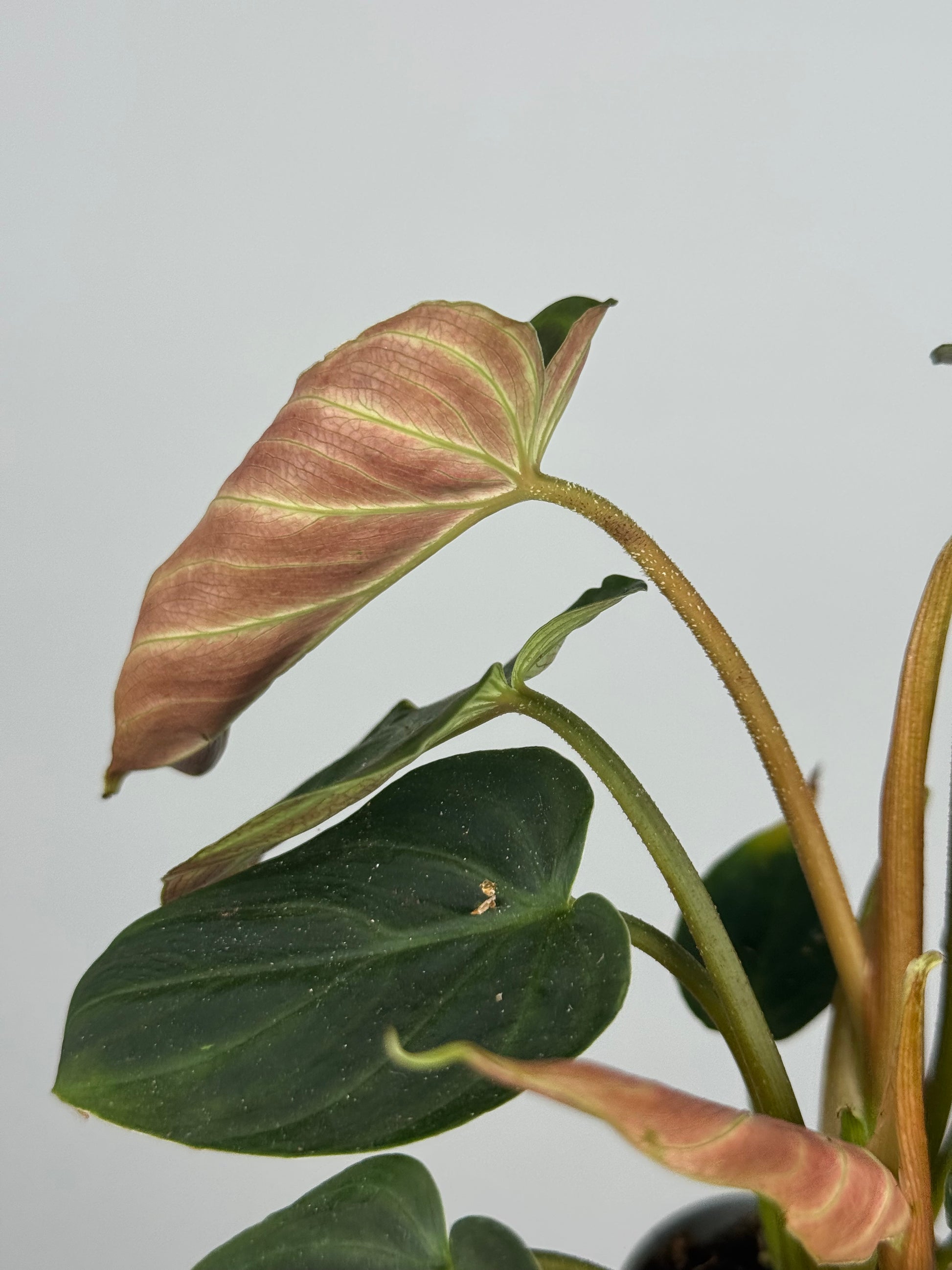 Philodendron El Choco Red