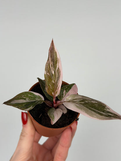 Philodendron Pink Princess